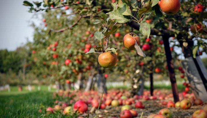 Apple Orchard Apple Orchard