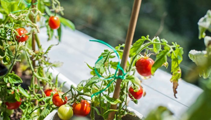 Baby Tomato Baby Tomato