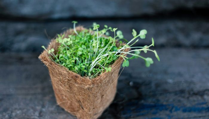 Container Planting Container Planting