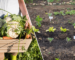 Edible Landscape: Grow Your Own Paradise