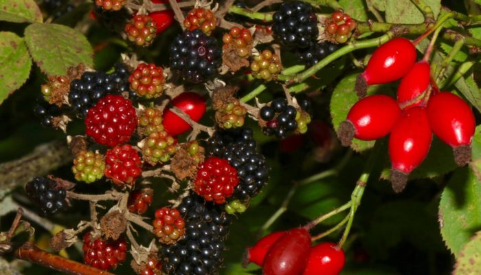Layered Planting - Berries Layered Planting - Berries
