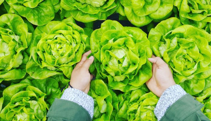 Lettuce Lettuce