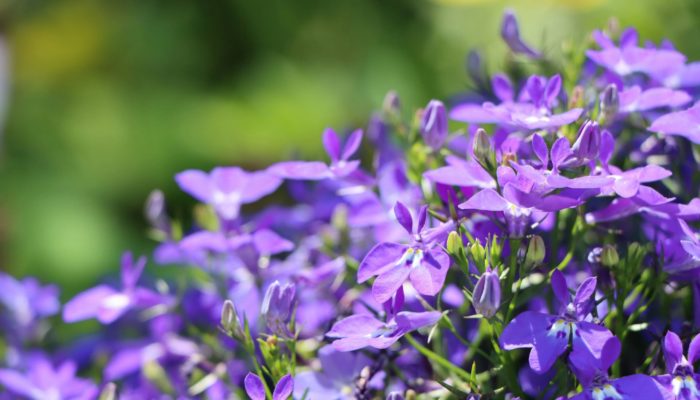 Lobelia Lobelia