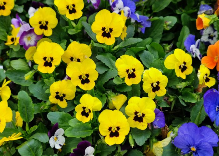 Pansies Pansies