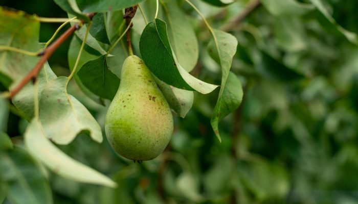 Pears Pears