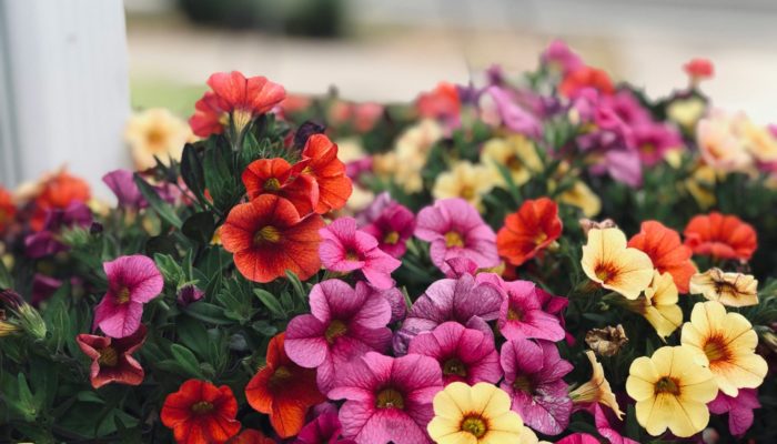 Petunias Petunias