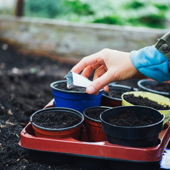 Planting Seeds Planting Seeds