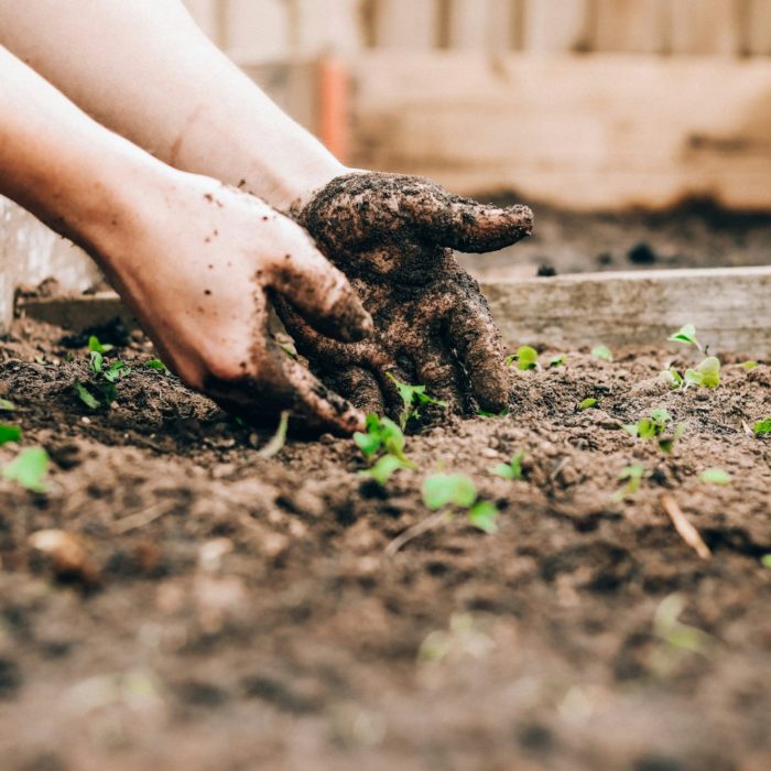 Planting Planting