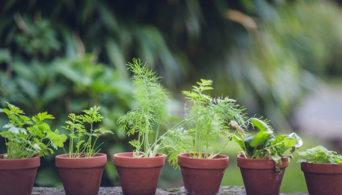 Potted Herbs Potted Herbs