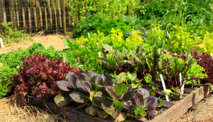 Raised Beds Raised Beds