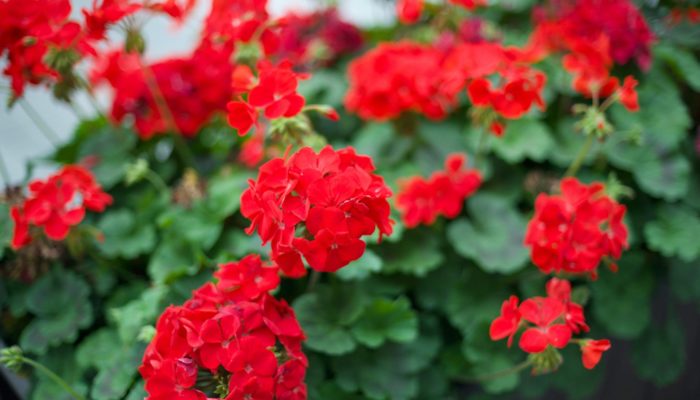 Red Geraniums Red Geraniums