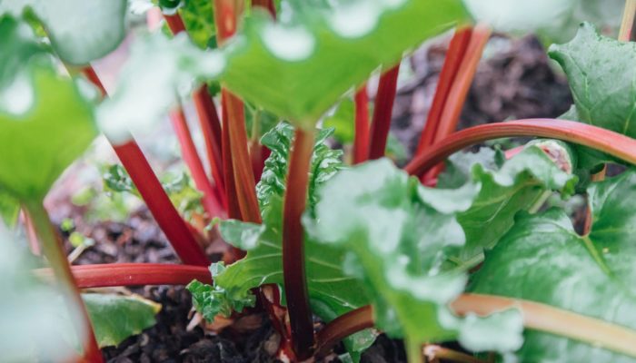 Rhubarb Rhubarb