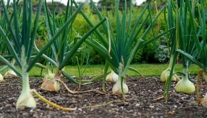 Spring Onions Spring Onions