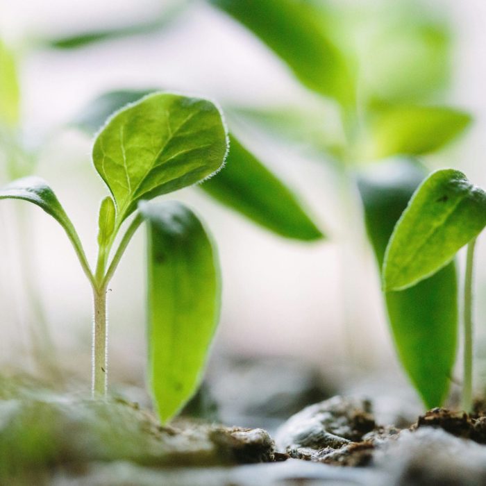 Start of Growth Journey Start of Growth Journey