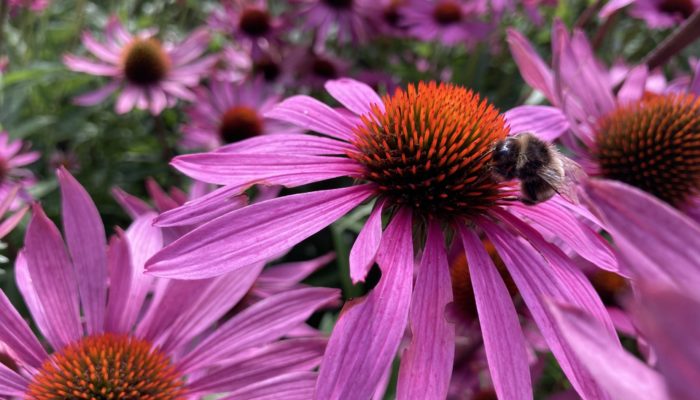 Bees Bees