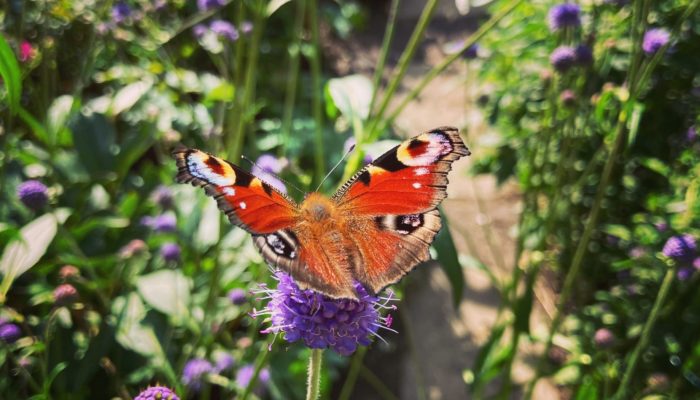 Butterfly Butterfly