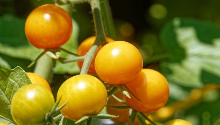 Home Grown Tomatoes Home Grown Tomatoes
