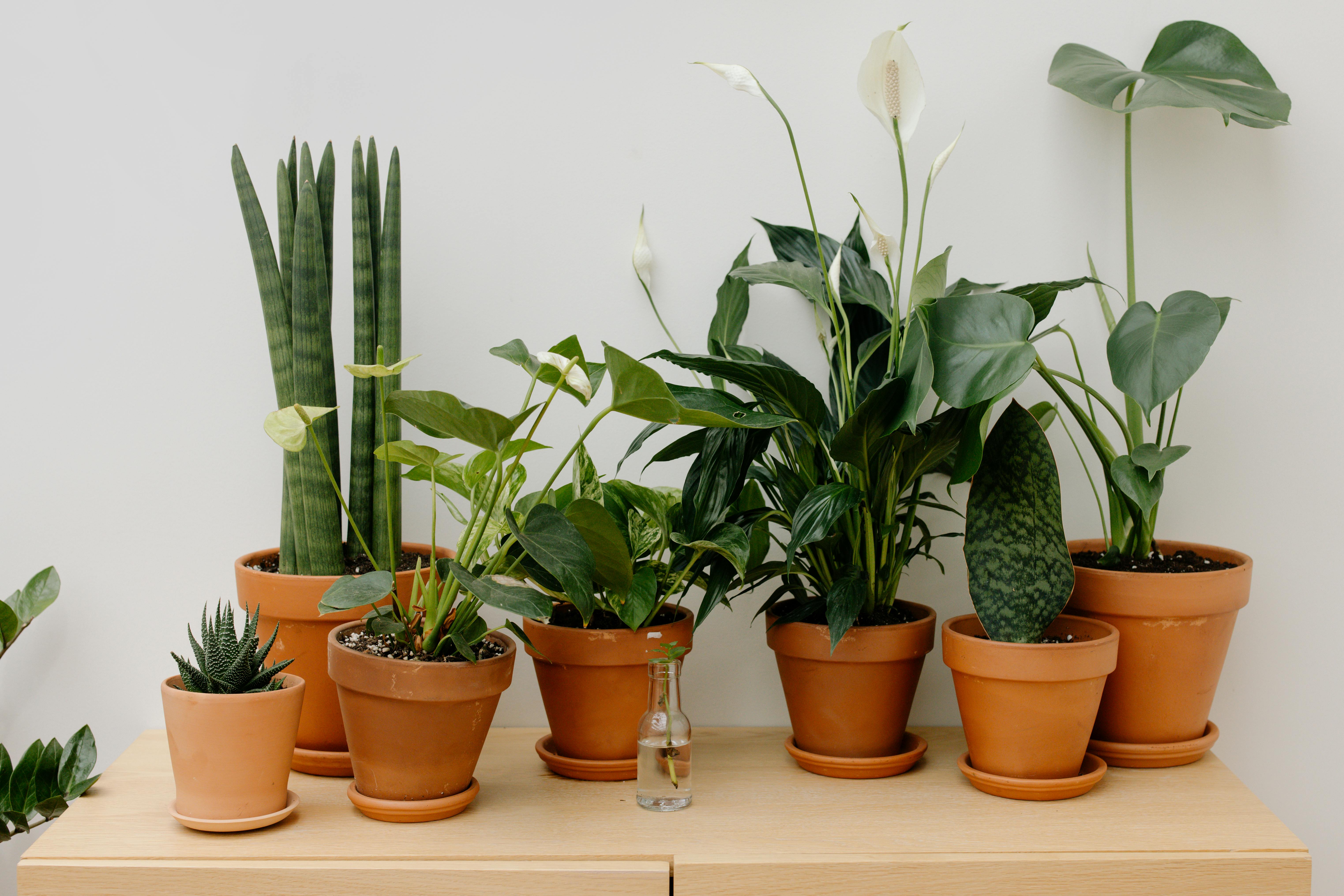 Breathe Easy: Top Air-Purifying Houseplants